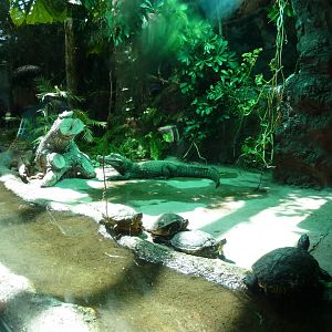 Urwaldhaus - Dwarf crododile - Osteolaemus tetraspis