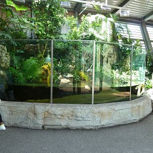 Urwaldhaus - Mangrove paludarium