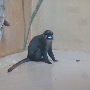 Red-tailed moustached guenon