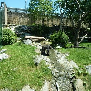 Western lowland gorilla enclosure