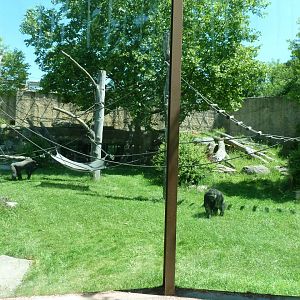 Western lowland gorilla enclosure