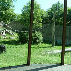Western lowland gorilla enclosure