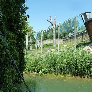 Chimpansee enclosure