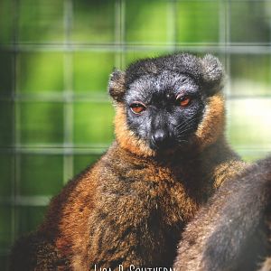 Collared Lemur