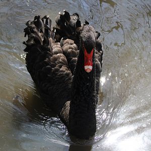 Black swan