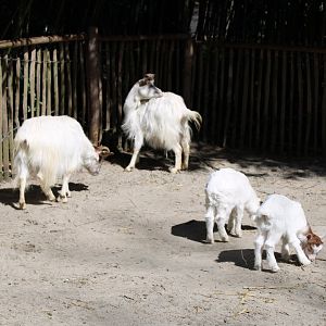 Girgentana goats