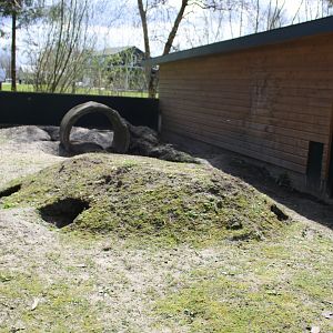 Wombat-enclosure