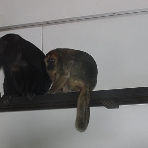 Black howler monkeys