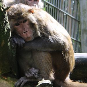 Rhesus monkeys