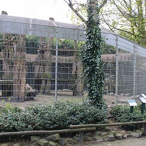 Coati - Capuchin monkey - enclosure