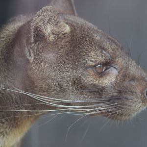 Fossa
