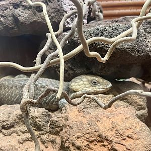 Shingleback Skink