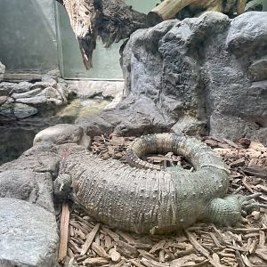 Caiman Lizard