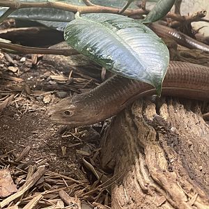European Glass Lizard