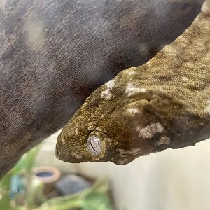 New Caledonia Giant Gecko