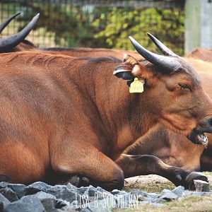 Congo Buffalo