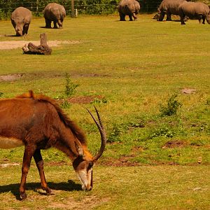 Sable Antelope (Hippotragus niger niger) & Southern White Rhinoceros (Ceratotherium simum simum)