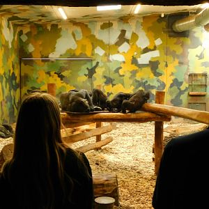 Wester Lowland Gorilla - Indoor Enclosure (Gorilla gorilla gorilla)