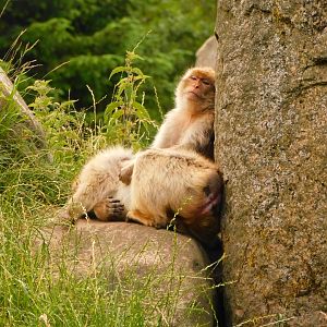 Barbary Macaque (Macaca sylvanus)