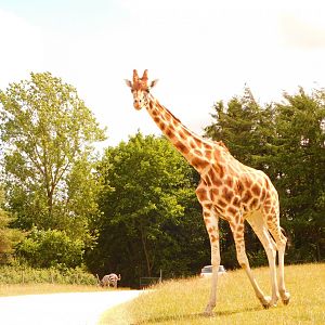Rothschild's Giraffe (Giraffa camelopardalis rothschildi)