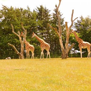 Rothschild's Giraffe (Giraffa camelopardalis rothschildi)