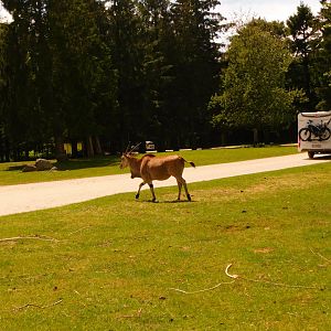 Common Eland (Tragelaphus oryx)