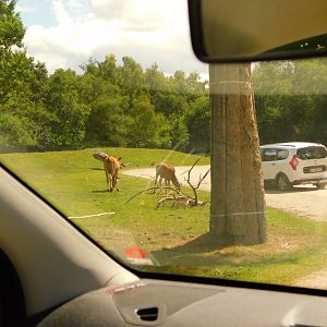 Common Eland (Tragelaphus oryx)