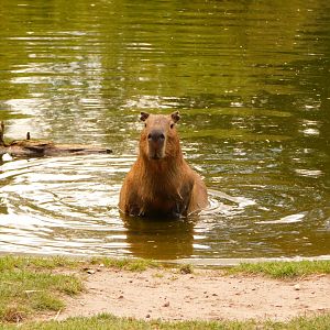 Capybara (Hydrochoerus hydrochaeris)