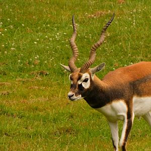 Blackbuck-Antelope (Antilope cervicapra)