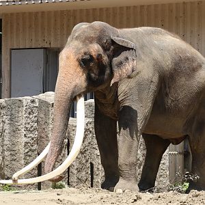 Asian Elephant