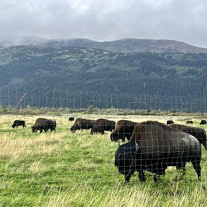 Wood Bison bull with cows.