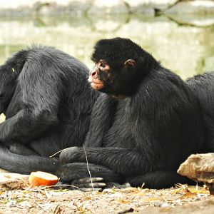 Red-faced black spider monkey - Parque Zoológico Huachipa