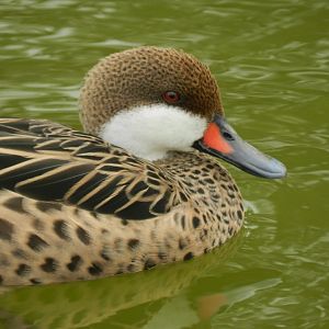 White-cheeked pintail - Parque Zoológico Huachipa