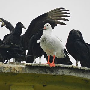 Wild andean goose - Parque Zoológico Huachipa