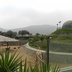 Dromedary/camel exhibit - Parque Zoológico Huachipa