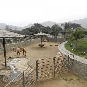 Dromedary/camel exhibit - Parque Zoológico Huachipa