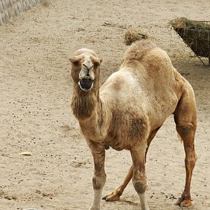 Dromedary - Parque Zoológico Huachipa