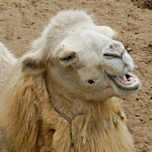 Bactrian camel - Parque Zoológico Huachipa