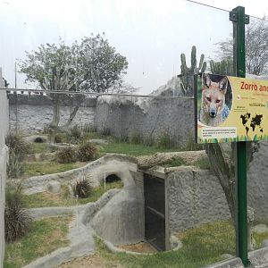 Culpeo exhibit - Parque Zoológico Huachipa