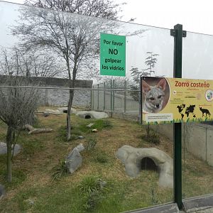 Sechurae fox exhibit - Parque Zoológico Huachipa