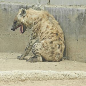 Spotted hyena - Parque Zoológico Huachipa