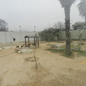Spotted hyena exhibit - Parque Zoológico Huachipa