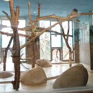 Ring tailed Lemur Enclosure