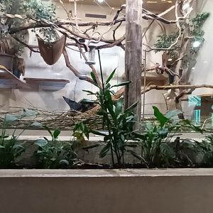 Golden headed Lion Tamarin Indoor Enclosure