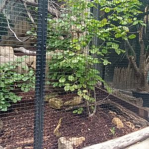 Golden headed Lion Tamarin Outdoor Enclosure
