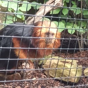 Golden headed Lion Tamarin