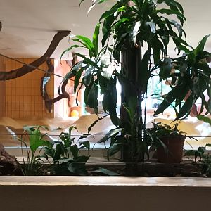 Chimpanzee Indoor Enclosure