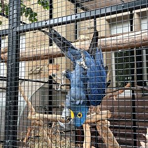 Henry the handreared Hyacinth Macaw