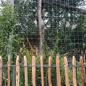 North Chinese Leopard Outdoor Enclosure