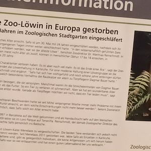 Sign about Safo the last Lion